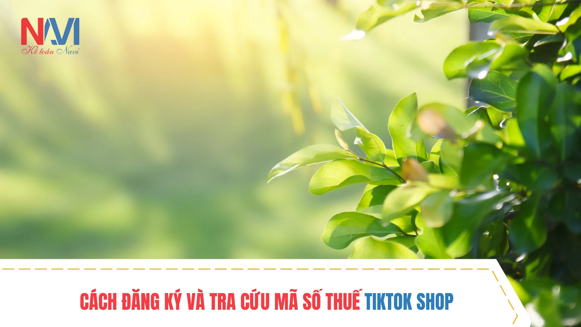 Cách đăng ký và tra cứu mã số thuế TikTok Shop – hướng dẫn chi tiết